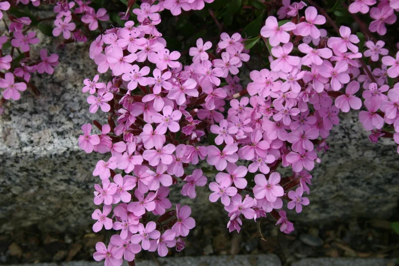 Saponaria ocymoides (Kissen-Seifenkraut)