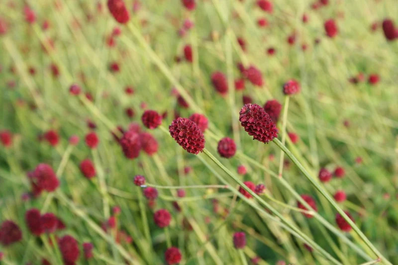 Sanguisorba officinalis 'Tanna' (Wiesenknopf)