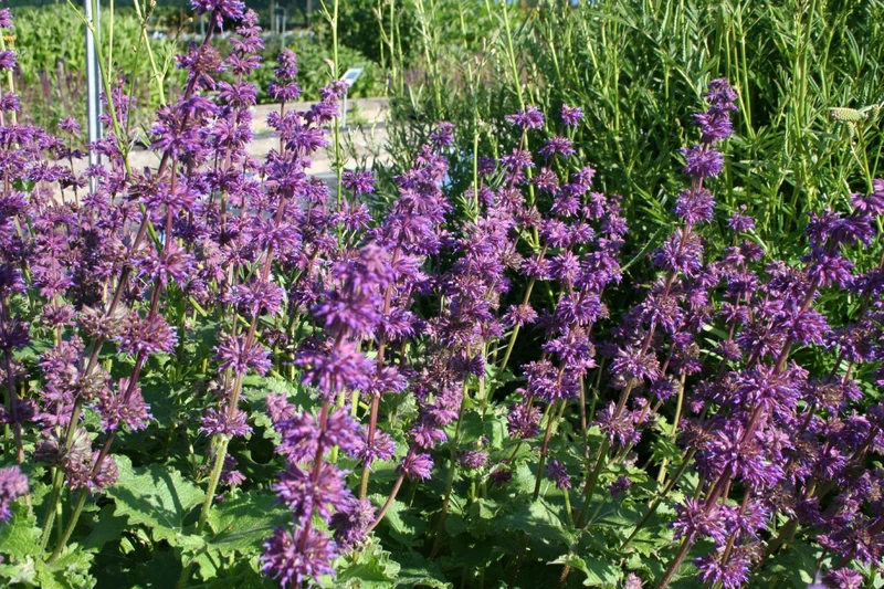 Salvia verticillata 'Purple Rain' (Quirlblütiger Garten-Salbei)