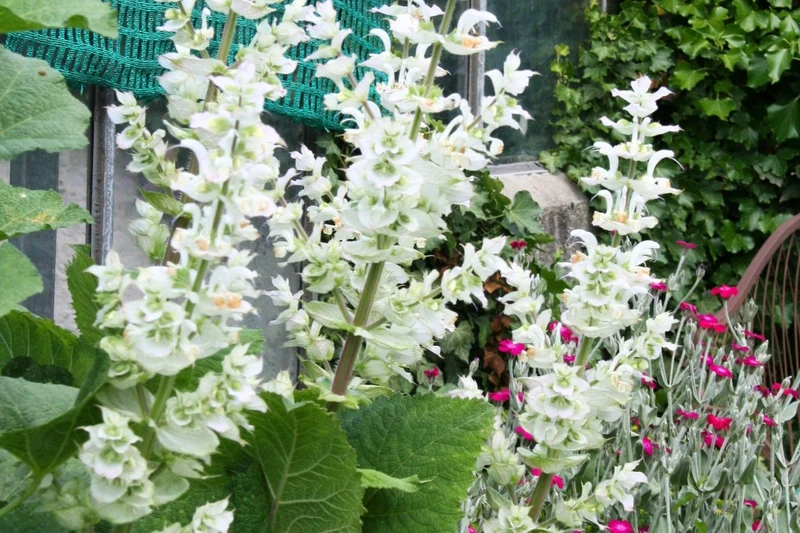 Salvia sclarea 'Vatican White' (Garten-Muskateller-Salbei)
