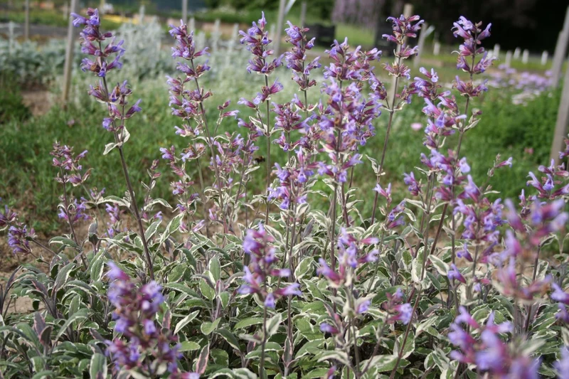 Salvia officinalis 'Tricolor' (Dreifarbiger Garten-Salbei)