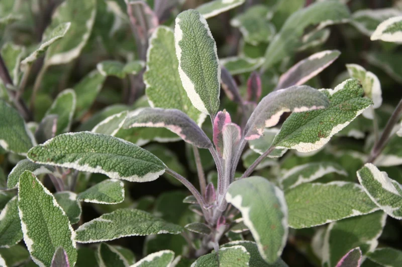Salvia officinalis 'Tricolor' (Dreifarbiger Garten-Salbei)