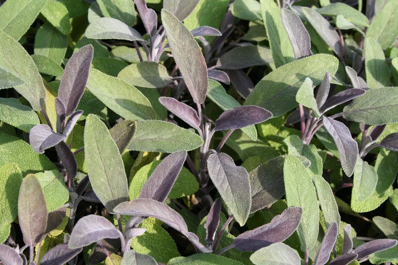 Salvia officinalis 'Purpurascens' (Garten-Salbei)