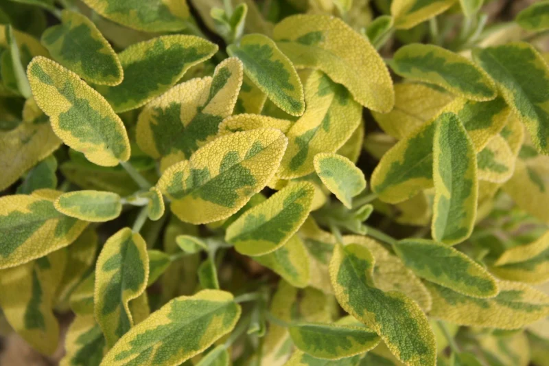 Salvia officinalis 'Icterina' (Buntblättriger Garten-Salbei)