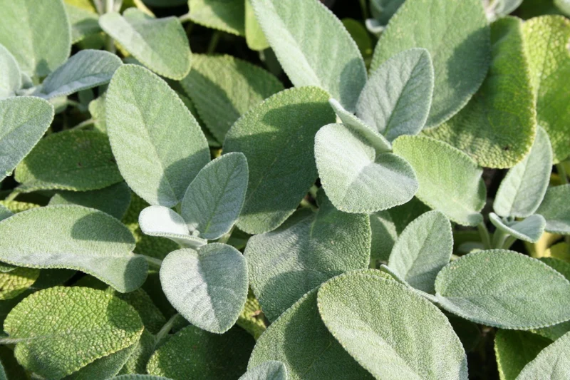 Salvia officinalis 'Berggarten' (Garten-Salbei)