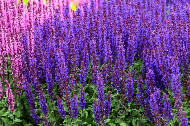 Salvia nemorosa 'Noche' (Ziersalbei)