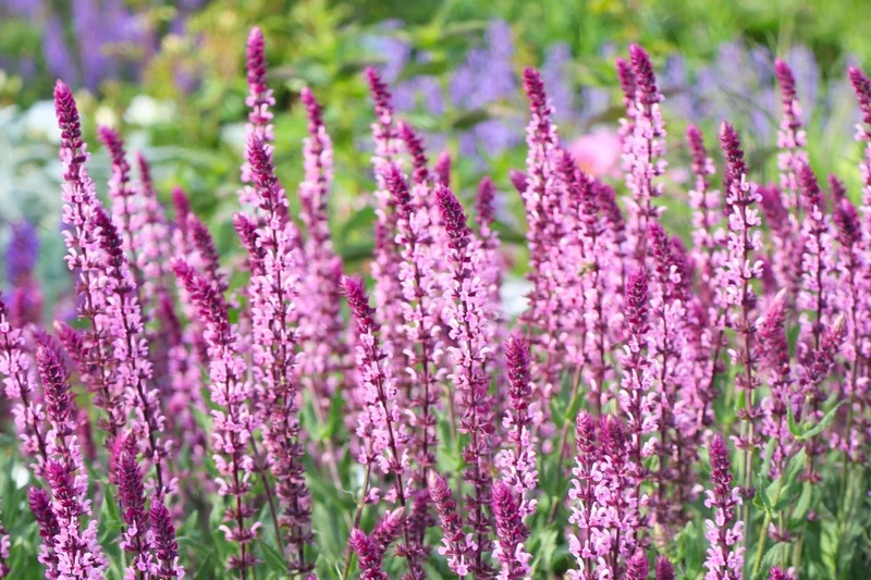 Salvia nemorosa 'Caradonna Pink' ® (Ziersalbei)