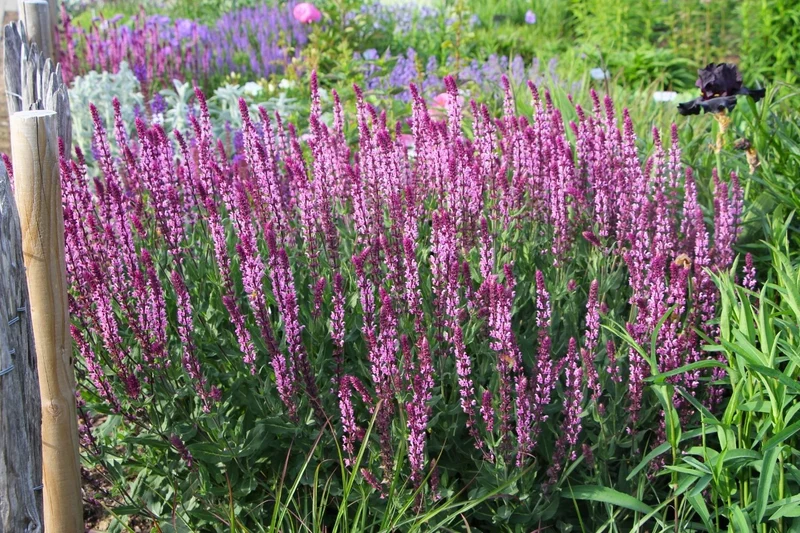 Salvia nemorosa 'Caradonna Pink' ® (Ziersalbei)