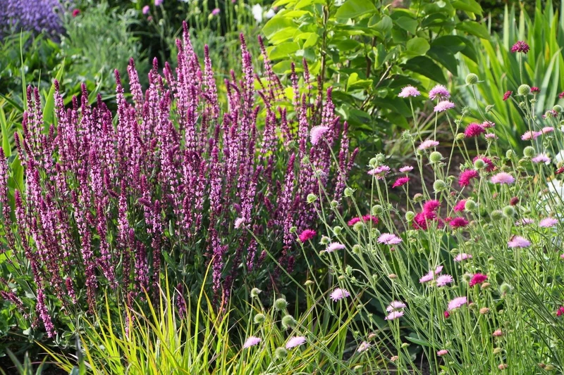 Salvia nemorosa 'Caradonna Pink' ® (Ziersalbei)
