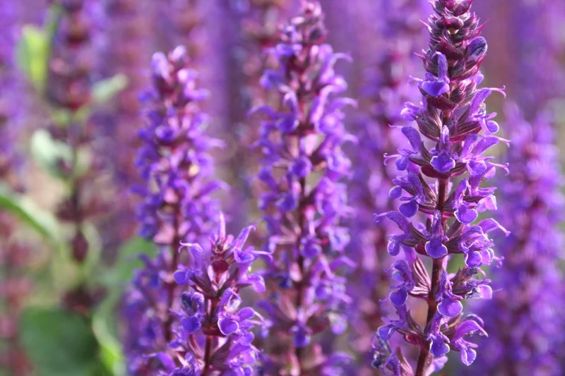 Salvia nemorosa 'Caradonna' (Ziersalbei)