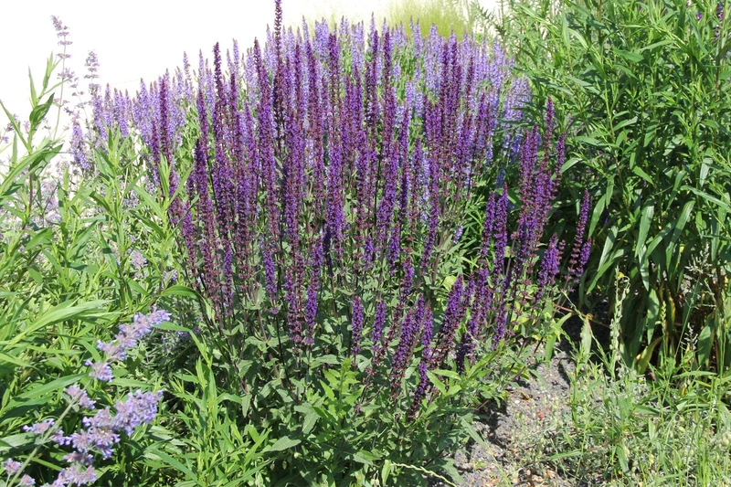 Salvia nemorosa 'Caradonna' (Ziersalbei)