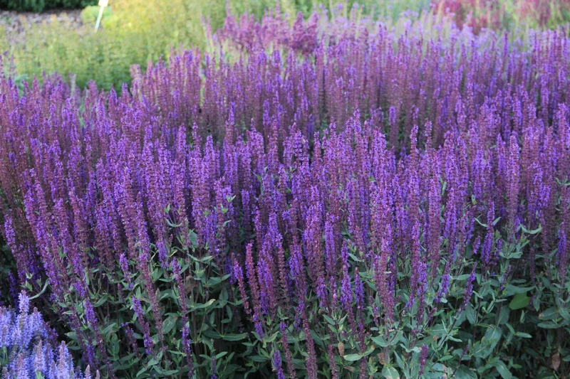 Salvia nemorosa 'Caradonna' (Ziersalbei)