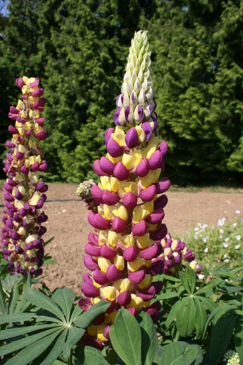 Lupinus polyphyllus 'Manhattan Lights' (Lupine)