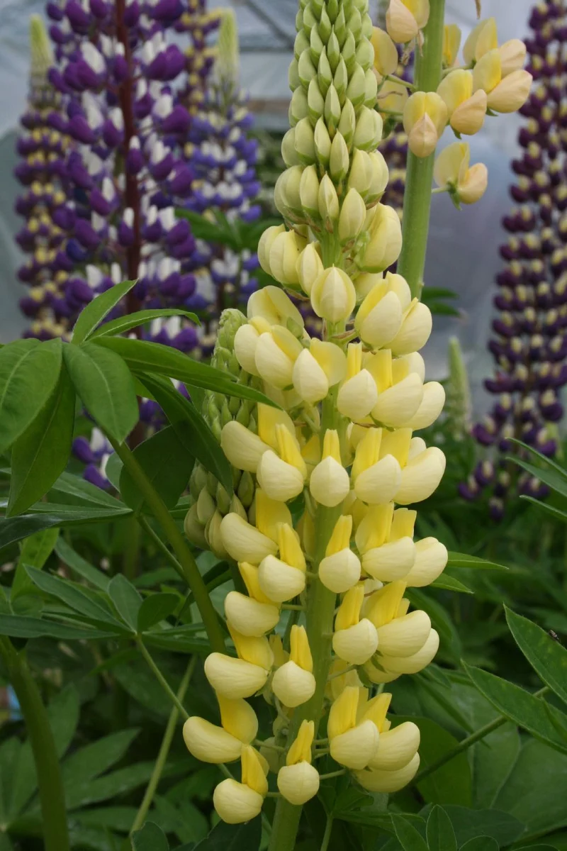 Lupinus polyphyllus 'Kronleuchter' (Garten-Lupine)