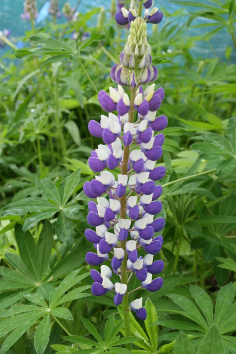 Lupinus polyphyllus 'Kastellan' (Garten-Lupine)