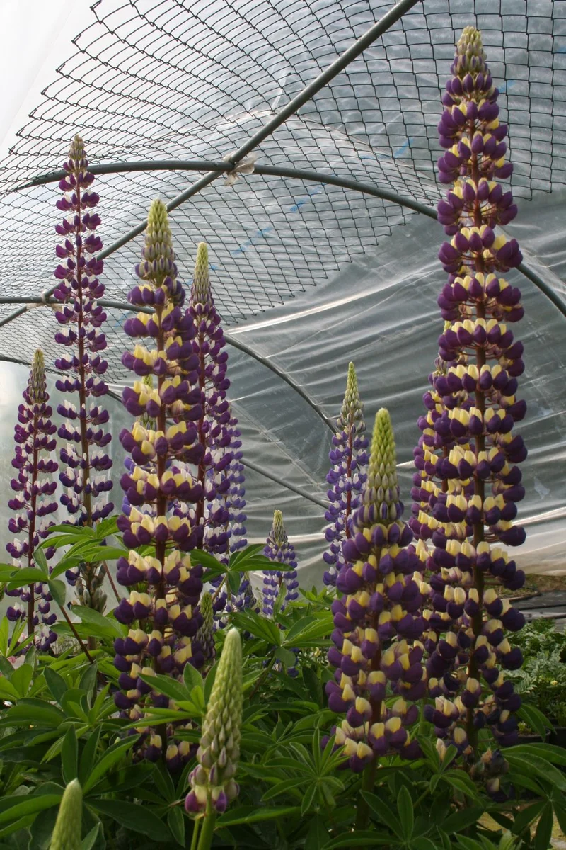 Lupinus polyphyllus 'Kastellan' (Garten-Lupine)
