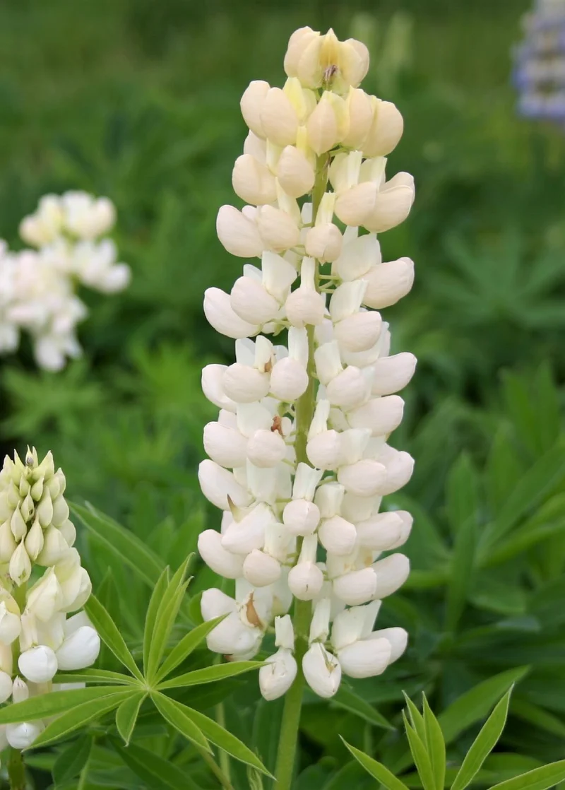 Lupinus polyphyllus 'Fräulein' (Garten-Lupine)
