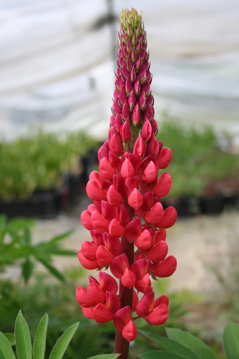 Lupinus polyphyllus 'Edelknabe' (Garten-Lupine)