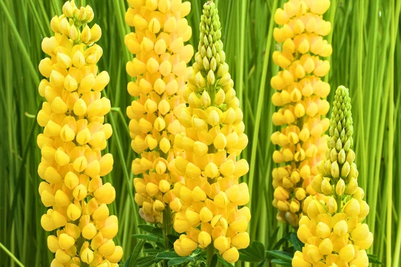 Lupinus polyphyllus 'Desert Sun' ® (Westcountry-Lupine)