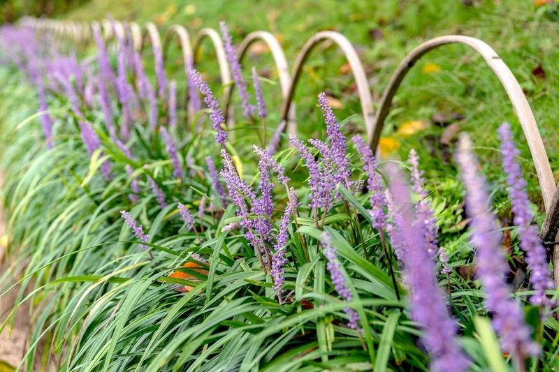 Liriope muscari 'Moneymaker' (Lilientraube)
