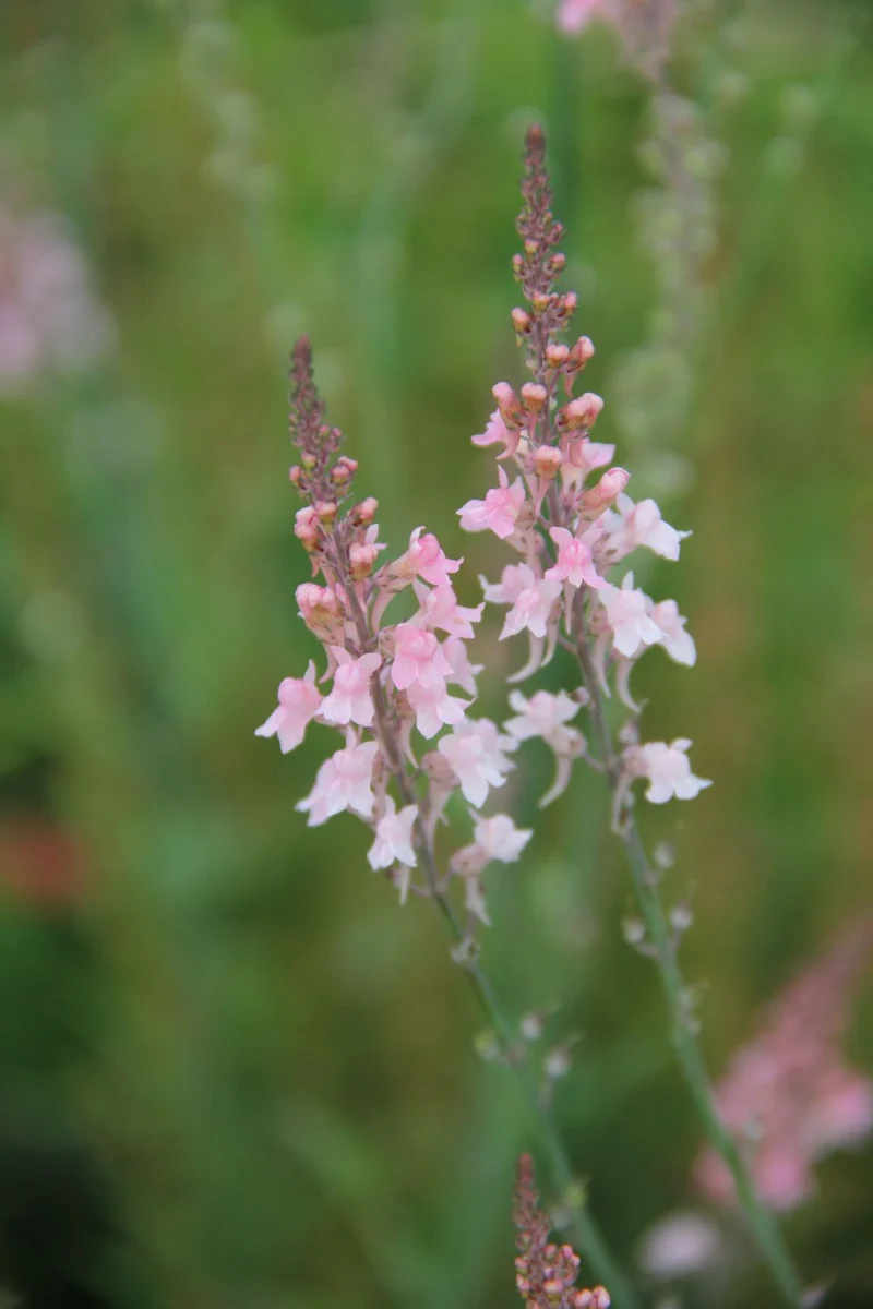 Linaria purpurea 'Canon J.Went' (Garten-Leinkraut)