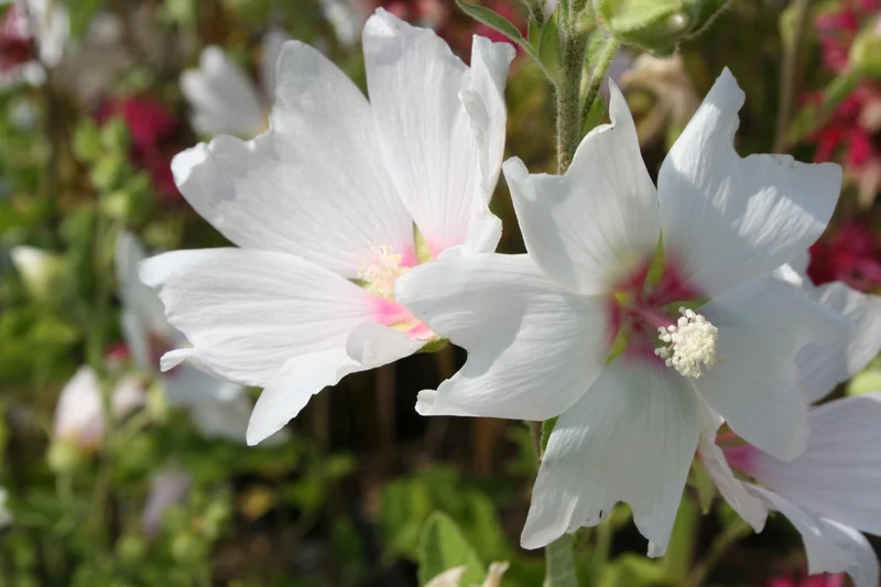 Lavatera x olbia 'Baby Barnsley' (Busch-Malve)