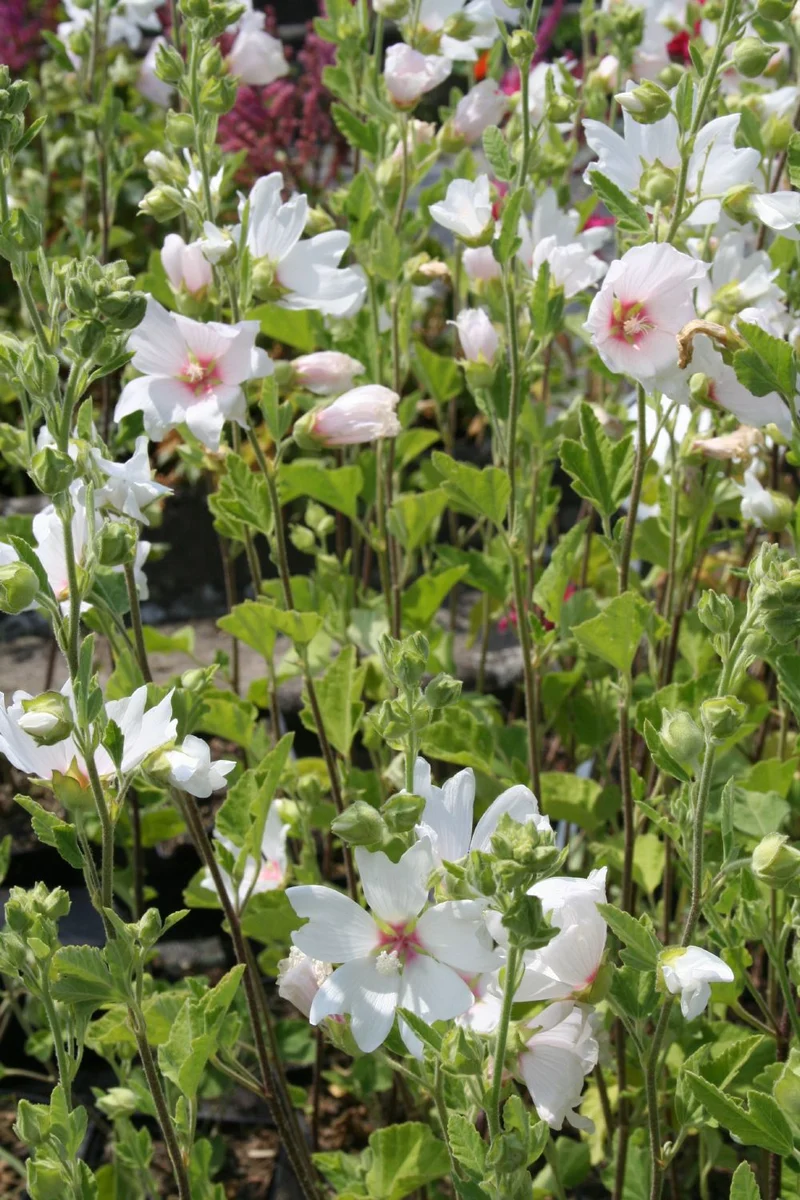 Lavatera x olbia 'Baby Barnsley' (Busch-Malve)