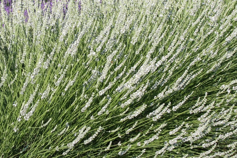 Lavandula x intermedia 'Edelweiß' (Weißblühender Garten-Lavendel)