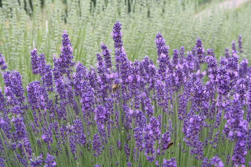 Lavandula angustifolia 'Hidcote Blue' (Tiefviolettblühender Lavendel)