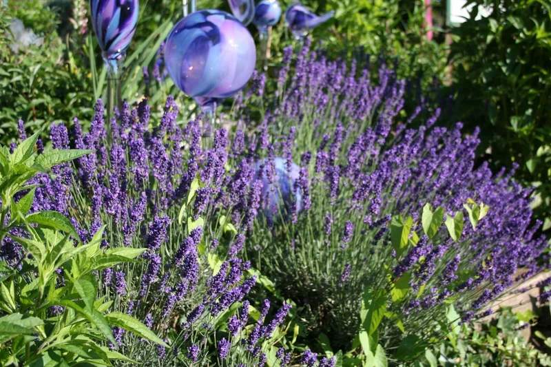 Lavandula angustifolia 'Dwarf Blue' (Zwergiger Garten-Lavendel)