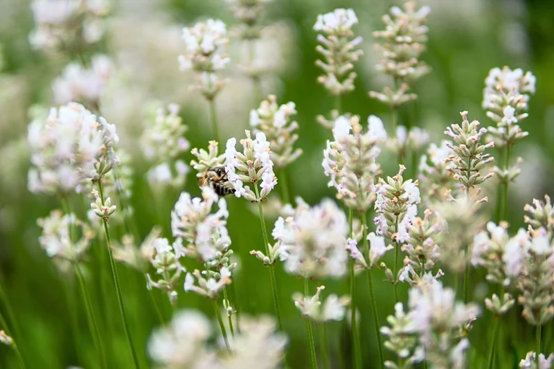Lavandula angustifolia 'Arctic Snow' (Weißblühender Garten-Lavendel)