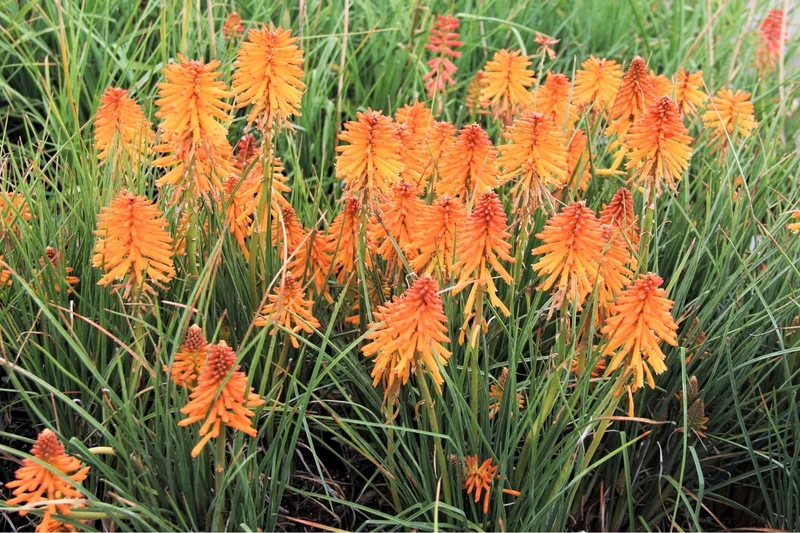 Kniphofia 'Poco Orange' (Fackellilie)