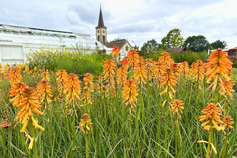 Kniphofia 'Poco Orange' (Fackellilie)