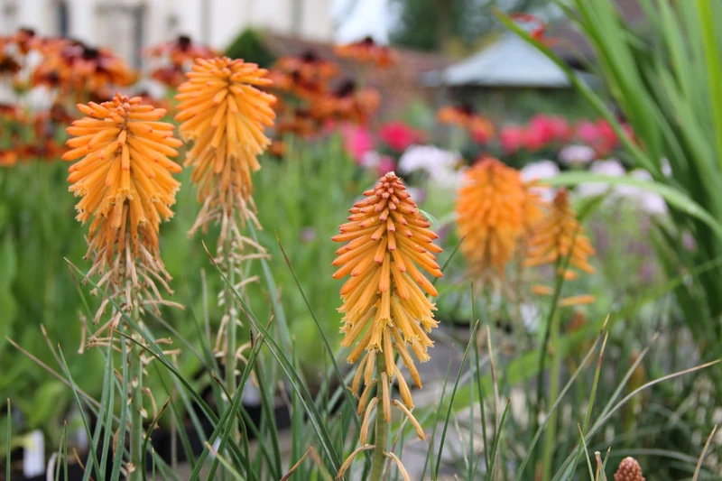 Kniphofia 'Poco Orange' (Fackellilie)