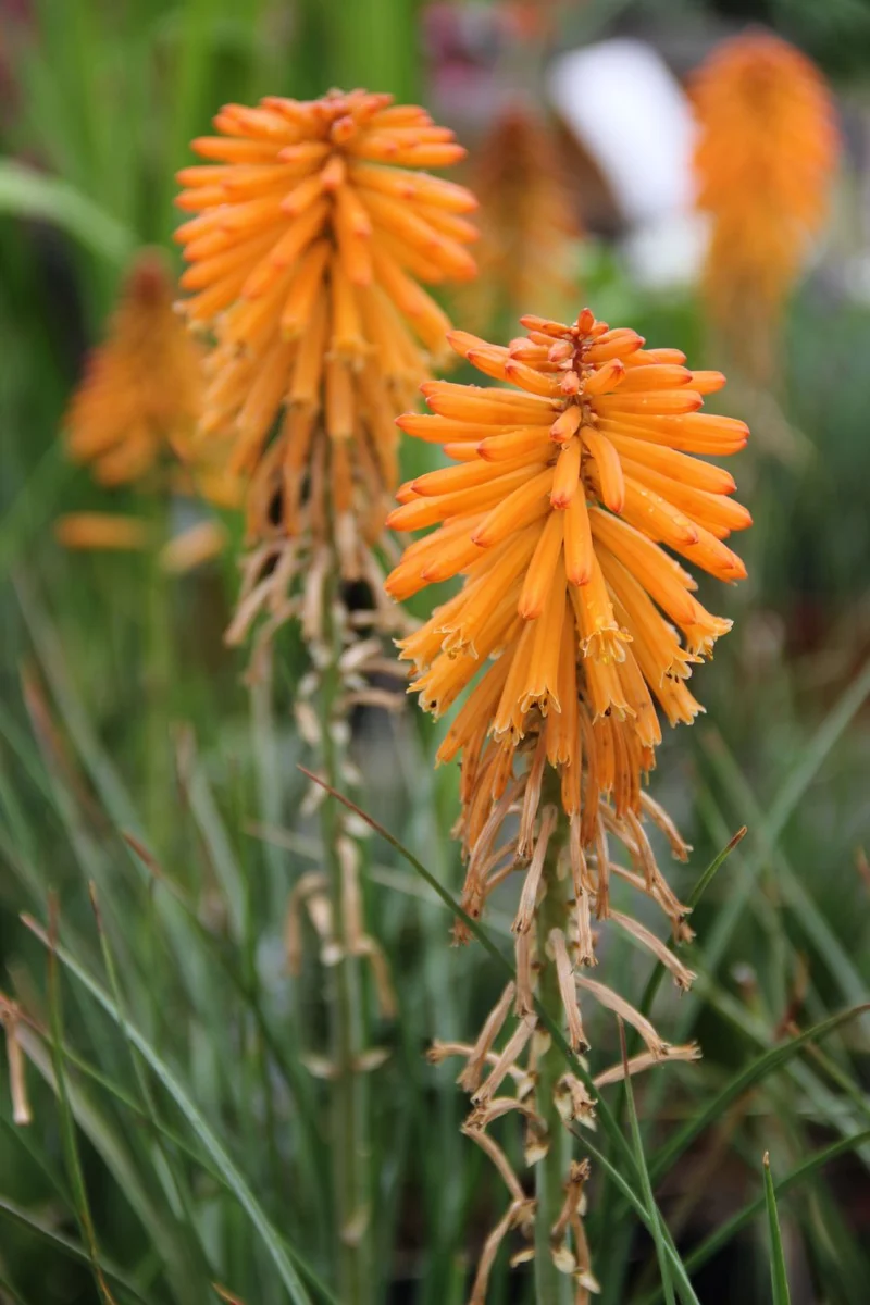 Kniphofia 'Poco Orange' (Fackellilie)