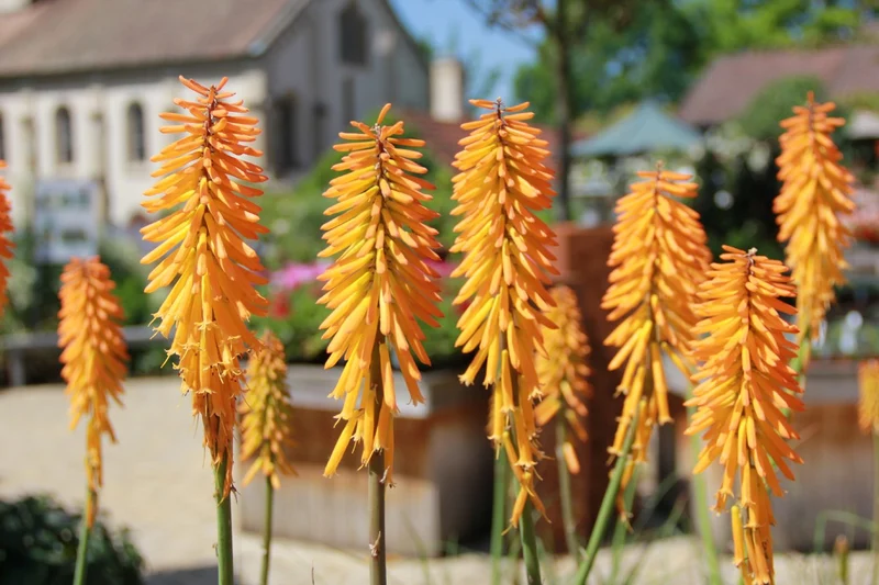 Kniphofia 'Mango Popsicle' (Fackellilie)