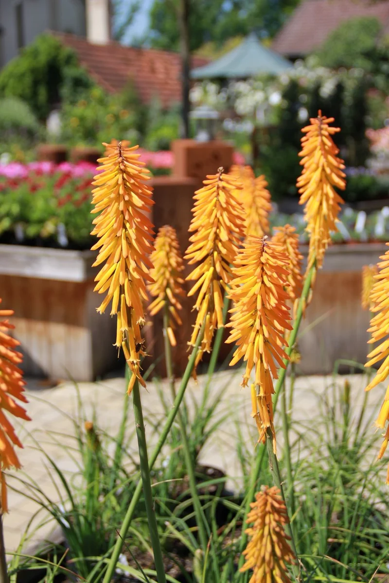 Kniphofia 'Mango Popsicle' (Fackellilie)