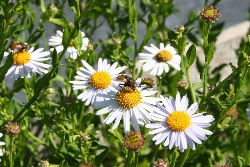 Kalimeris incisa 'Madiva' (Schönaster)