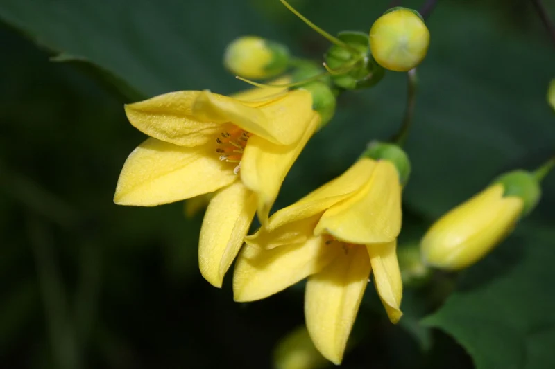 Kirengeshoma palmata (Japanische Wachsglocke)