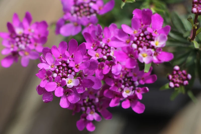 Iberis sempervirens 'Absolutely Amethyst' ® (Immergrüne Schleifenblume)