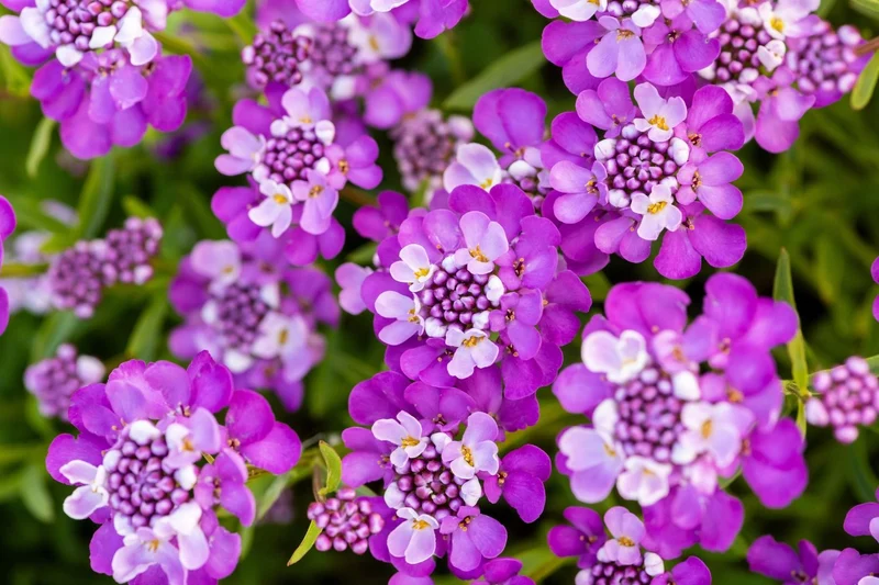 Iberis sempervirens 'Absolutely Amethyst' ® (Immergrüne Schleifenblume)
