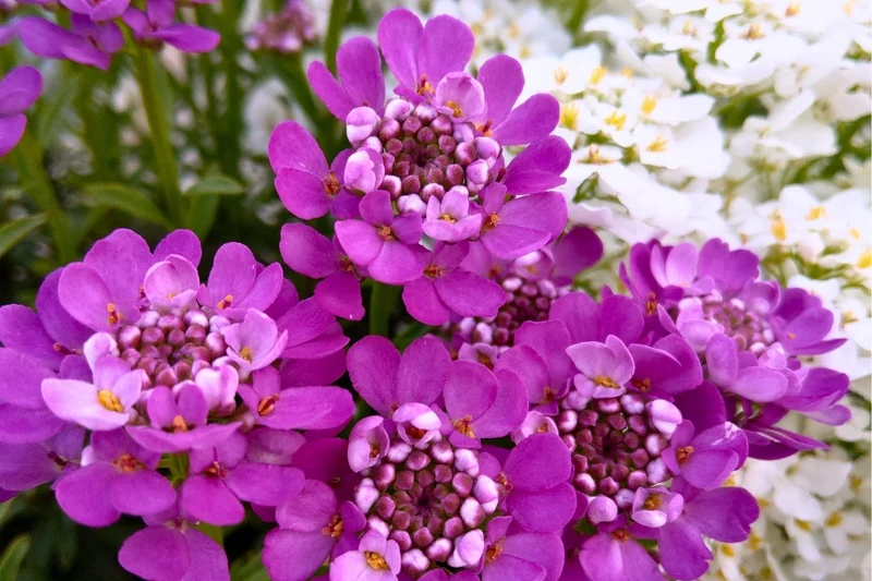 Iberis sempervirens 'Absolutely Amethyst' ® (Immergrüne Schleifenblume)