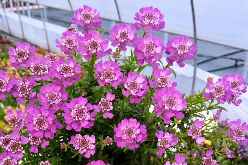 Iberis sempervirens 'Absolutely Amethyst' ® (Immergrüne Schleifenblume)