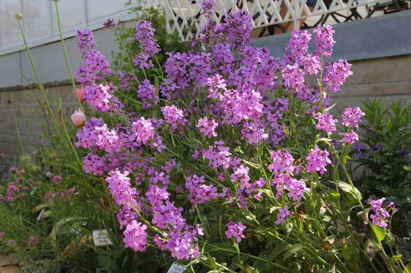 Hesperis matronalis (Gewöhnliche Nachtviole)