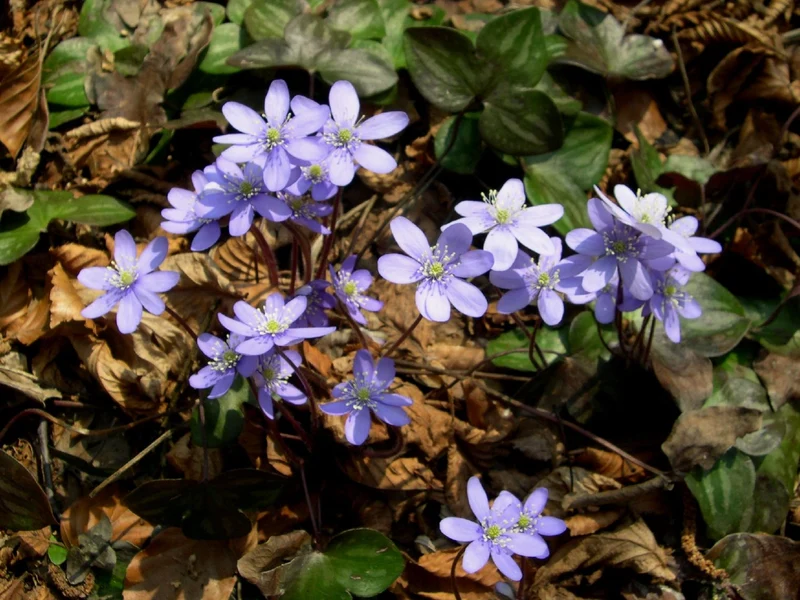 Hepatica nobilis (Gewöhnliches Leberblümchen)