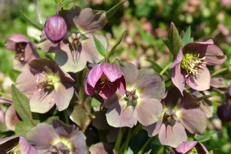 Helleborus orientalis (Garten-Lenzrose)