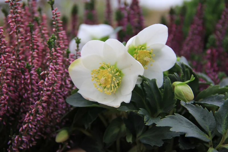 Helleborus niger (Christrose)