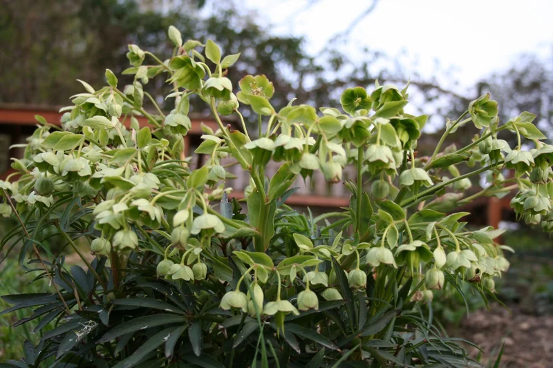Helleborus foetidus (Palmblatt-Nieswurz | Stinkende Nieswurz)