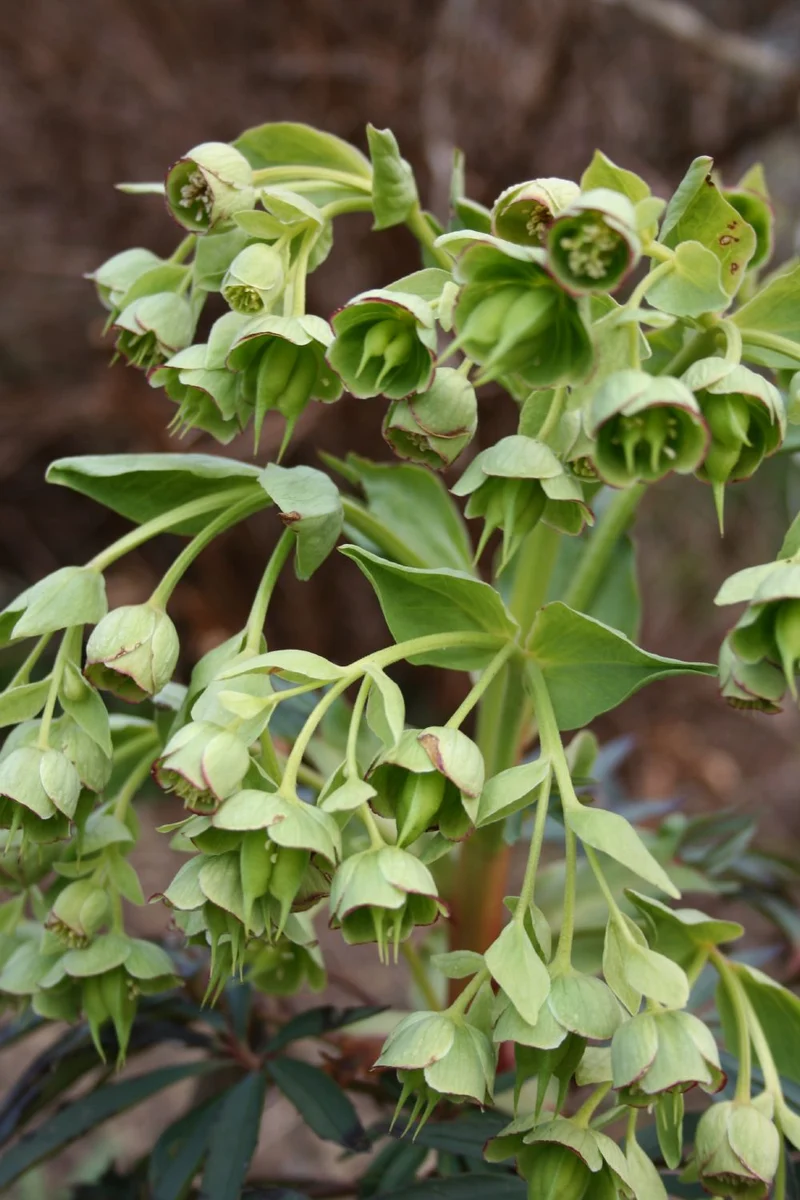 Helleborus foetidus (Palmblatt-Nieswurz | Stinkende Nieswurz)
