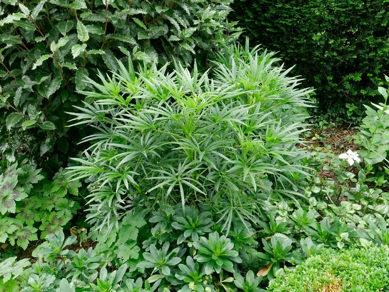 Helleborus foetidus (Palmblatt-Nieswurz | Stinkende Nieswurz)